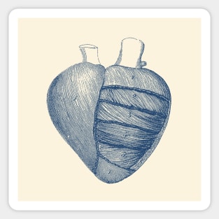 Heart Diagram - Vintage Anatomy Sticker